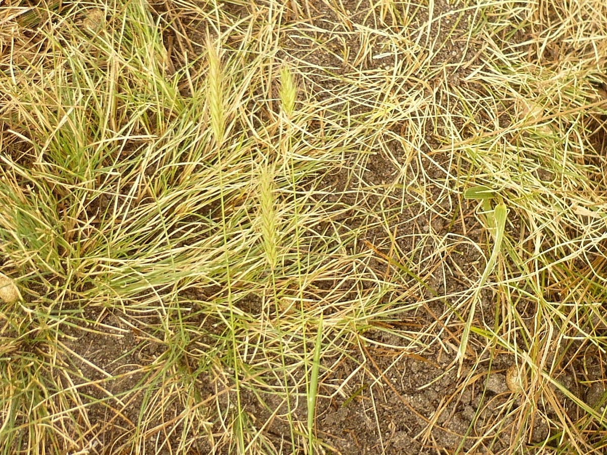 Hordeum secalinum (Poaceae)
